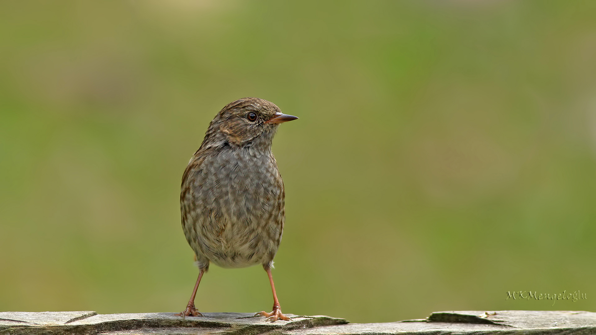 Dunnock